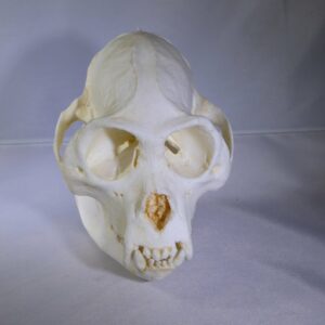 mexican black howler monkey skull replica straight CA14858