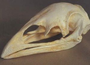 Moa Bird Skull Replica