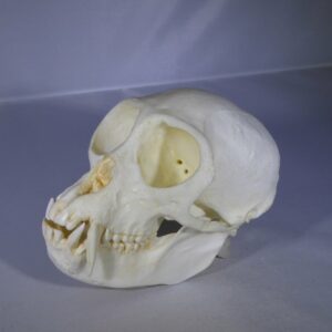 mona monkey male skull replica facing left CARB0356
