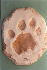 Mountain Lion Footprint