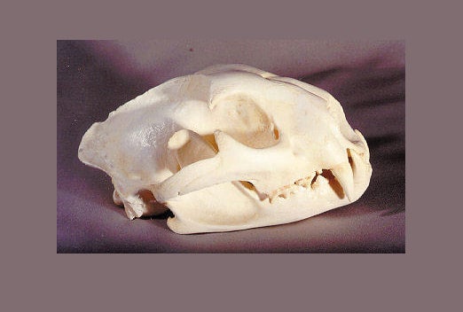 Mountain lion skull replica