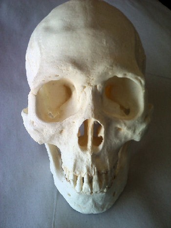 Human Skulls Replica Model