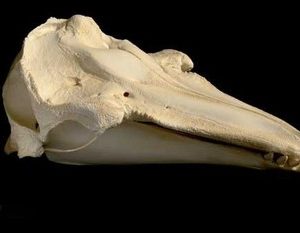 Rissos Gray Dolphin Skull