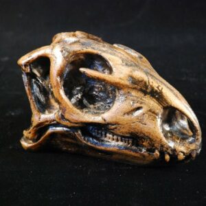 Nanosaurus Dinosaur Skull Replica Right S018