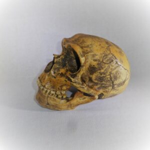 neanderthal skull replica model left H1JW7