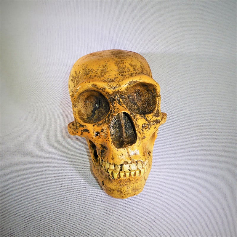 Neanderthal-Skull-Replica-Model-slight-right-H1JW7