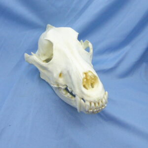 Frontal view of a New Guinea Singing Dog male skull replica showing detailed nasal bone structure and closed mandible.