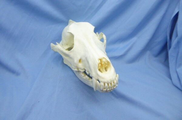 Frontal view of a New Guinea Singing Dog male skull replica showing detailed nasal bone structure and closed mandible.