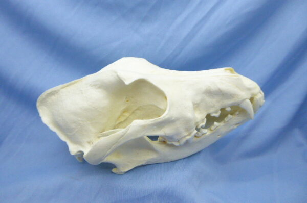 New-Guinea singing dog male skull replica is museum-quality polyurethane resin cast of original specimen for osteological study.