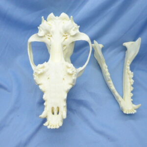 Anatomical view of a male New Guinea Singing Dog skull replica with the cranium and mandible separated to show internal bone structures.