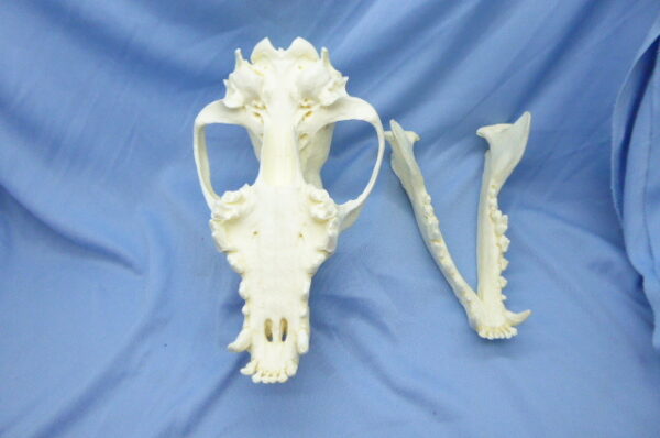 Anatomical view of a male New Guinea Singing Dog skull replica with the cranium and mandible separated to show internal bone structures.