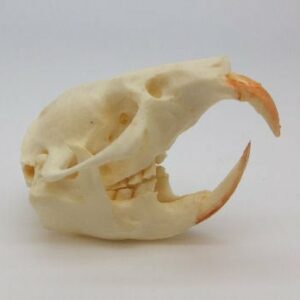 northeast african mole rat skull replica facing left RS333