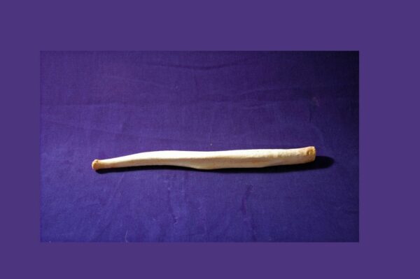 NORTHERN ELEPHANT SEAL BACULUM carb3185