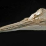 Northern right whale dolphin skull