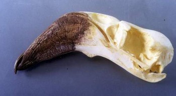 Lesser-Flamingo Skull Replica