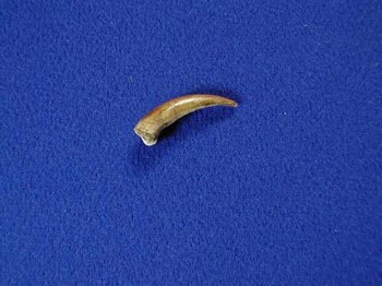 OMxjl-cpymC-EsydU-Turtle_Claw_Replica_Model Turtle Front Claw