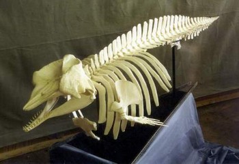 Pygmy Sperm Whale Skeleton Disarticulated