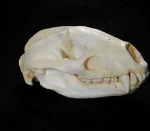 european badger skull replica