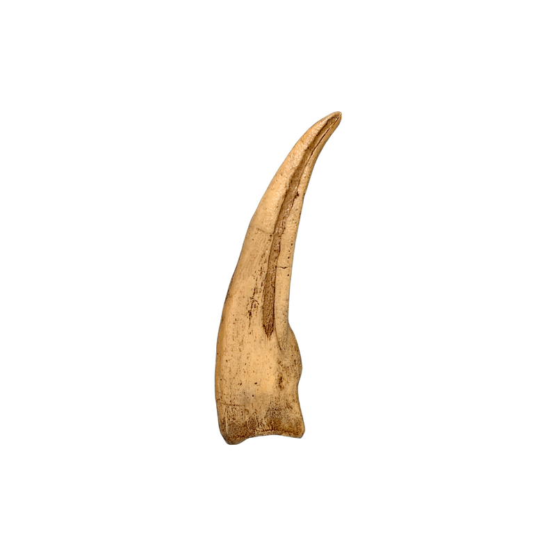 Ornithomimus-Claw-Replica-facing-right-CL20