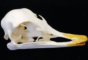 Ostrich Skull Replica