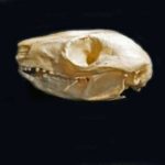 PUmOw-vTefb-bogjN-Ring-tail-Possum-skulls-replicas-models