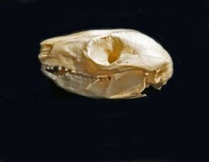 Ring-tailed Possum Skull Replica