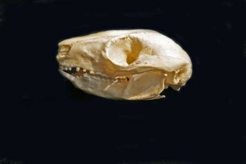 Ring-tailed Possum Skull Replica