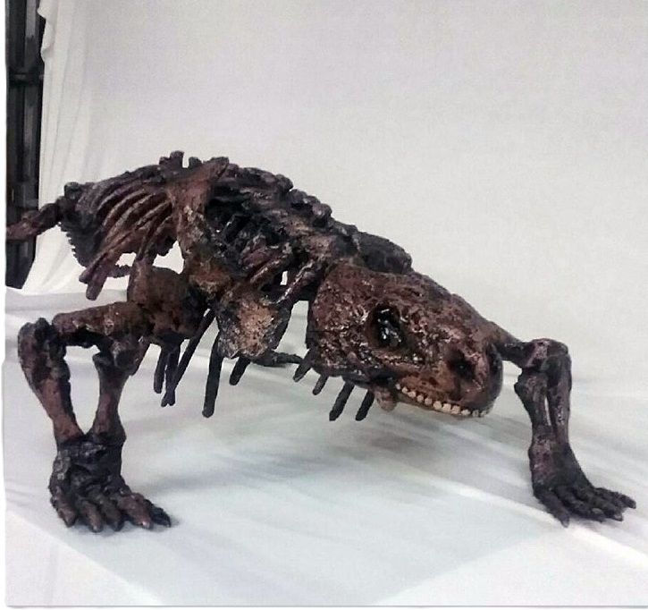Pareiasaurus-Juvenile-Mounted-Skeleton-2-KPM002