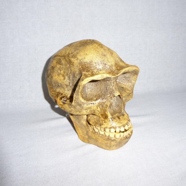 peking man skull replica slight right H1JW6