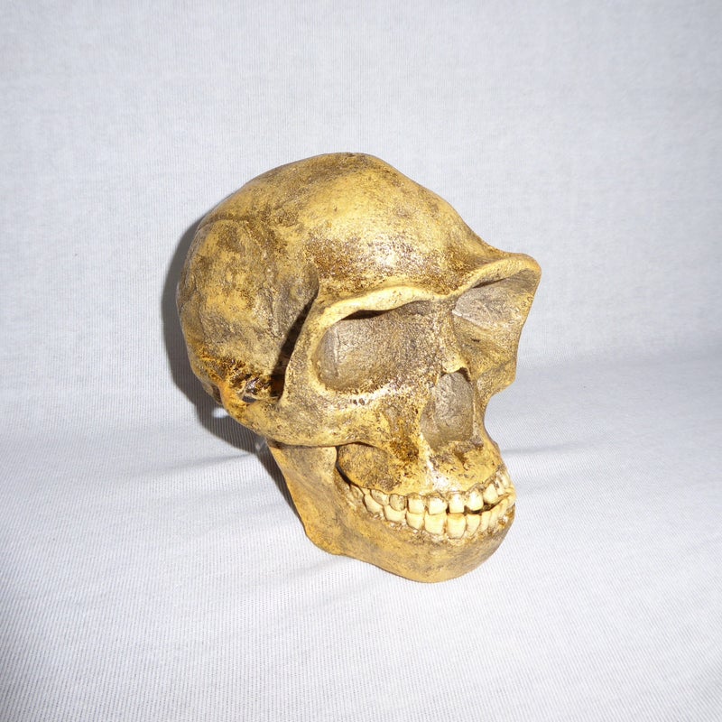 Peking-Man-Skull-Replica-slight-right-H1JW6
