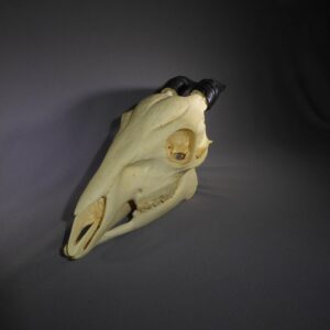 peters duiker skull replica head on RS479