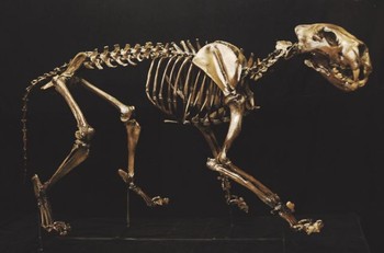 American Lion Skeleton