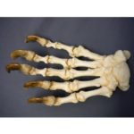 Polar Bear Ursus maritimus Articulated Front Foot Replica