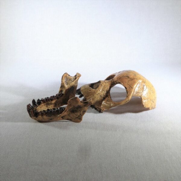 procounsul skull replica 2 part H1MG3