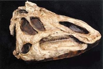 Prosaurolophis Dinosaur Skull Replica