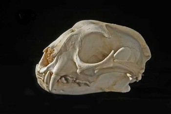 Caracal Adult Male Skull