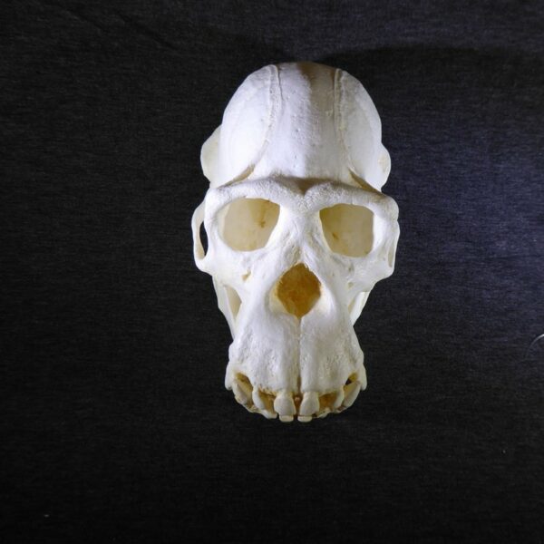 pygmy chimpanzee audlt male skull replica straight CARB1827