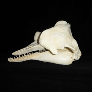 pygmy sperm whale skull left RSB301