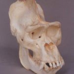 Western-loland Gorilla Male Skull