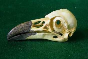 Common Raven Skull Replica