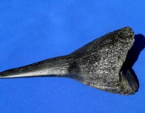 Black Rhinoceros Female Short Horn Replicas Models