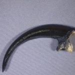 RS067A_Eagle_claw_museum_quality_replica_front_view-wiKlo-PDuHc-ItEbG