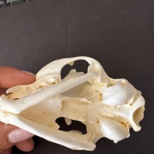 rs359 domestic cat skull replica 7-23