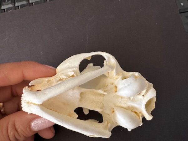 rs359 domestic cat skull replica 7-23