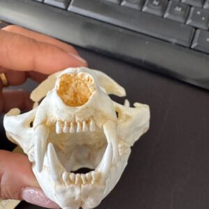 RS359 domestic cat skull replica facing forward