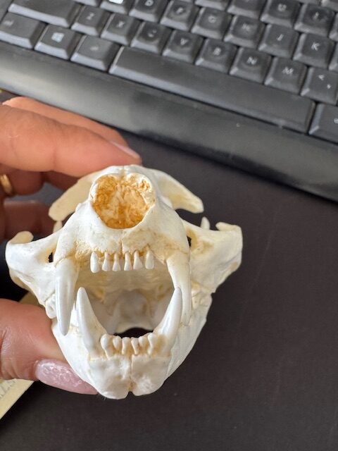RS359 domestic cat skull replica facing forward