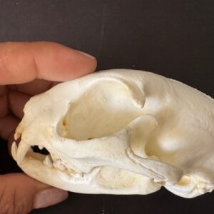 rs359 domestic cat skull replica facing left