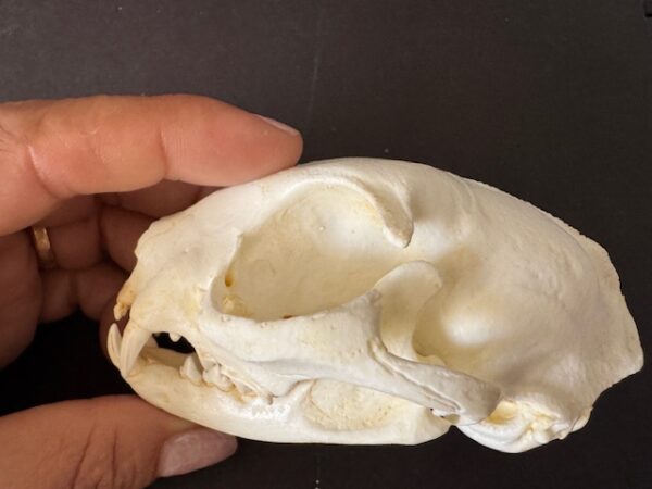 rs359 domestic cat skull replica facing left