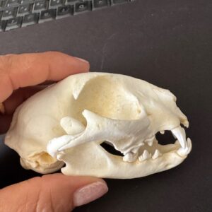 RS359 domestic cat skull replica facing right