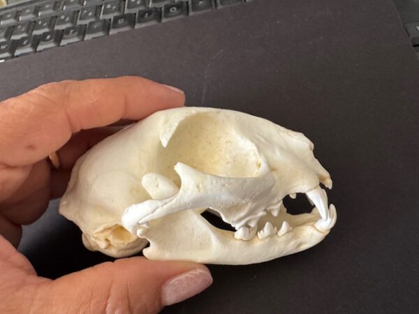 RS359 domestic cat skull replica facing right